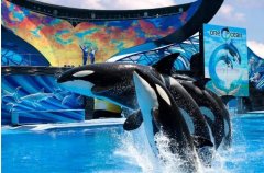 為保護動物權益 美聯航停止SeaWorld門票銷售-北美國際空運