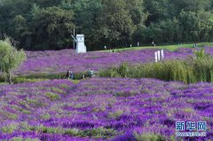 青島西海岸新區保稅物流中心（B型）通過封關驗收-海運費