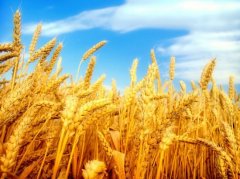 海運訂艙公司寫在2019年世界糧食日和全國糧食安全宣傳周主會場活動啟動之際