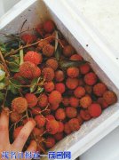 高州200斤荔枝寄到貴州壞一半?