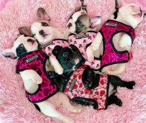 一只法斗能賣到3000到4000美元
-南美國(guó)際空運(yùn)