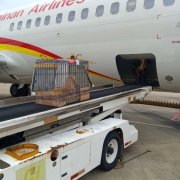 海航貨運安全運輸警犬，服務海南消防救援（附圖）
-伊朗中歐班列